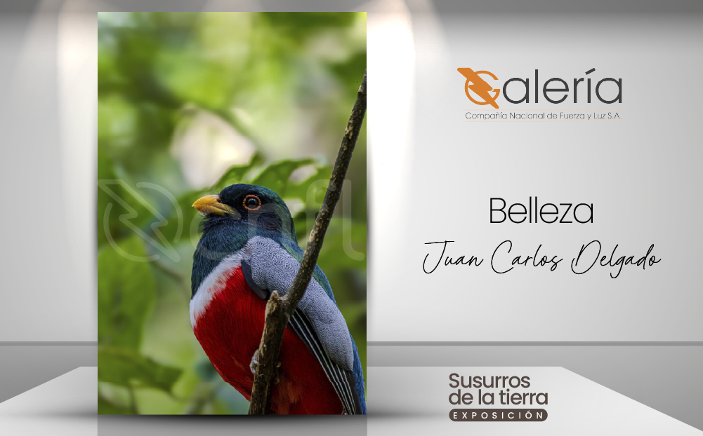 Imagen de la obra de Juan Carlos Delgado