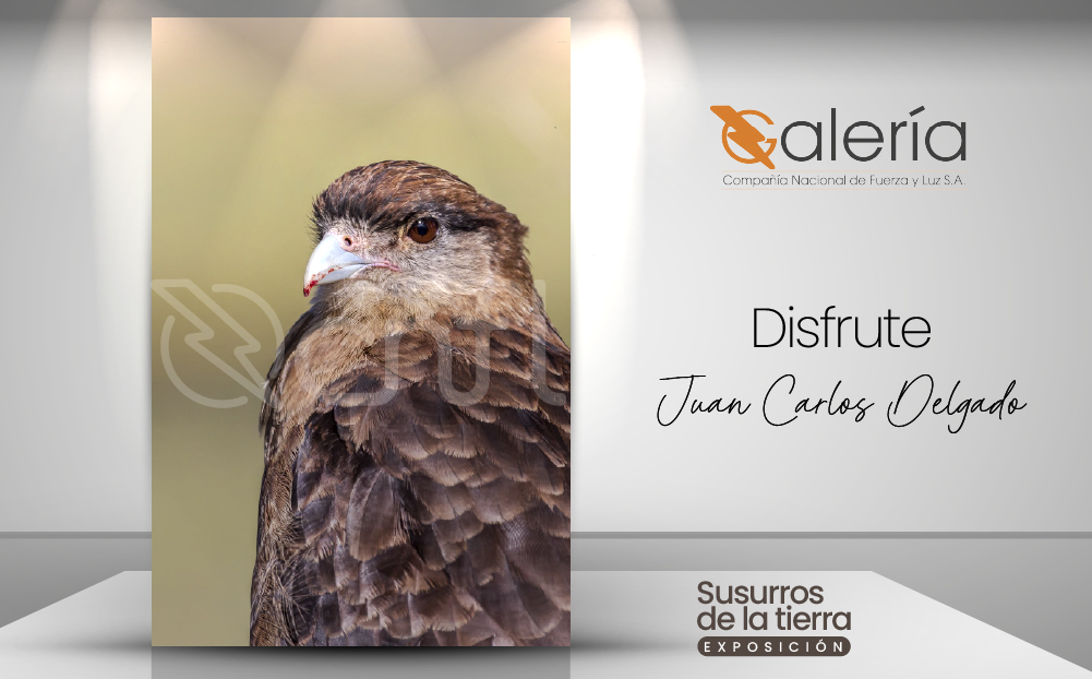 Imagen de la obra de Juan Carlos Delgado