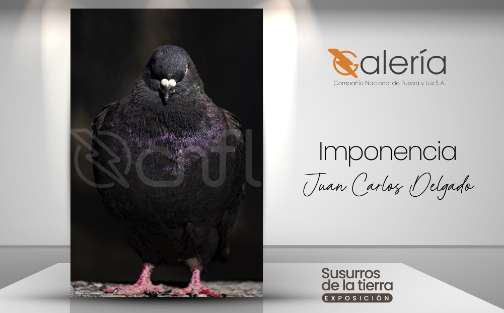 Imagen de la obra de Juan Carlos Delgado