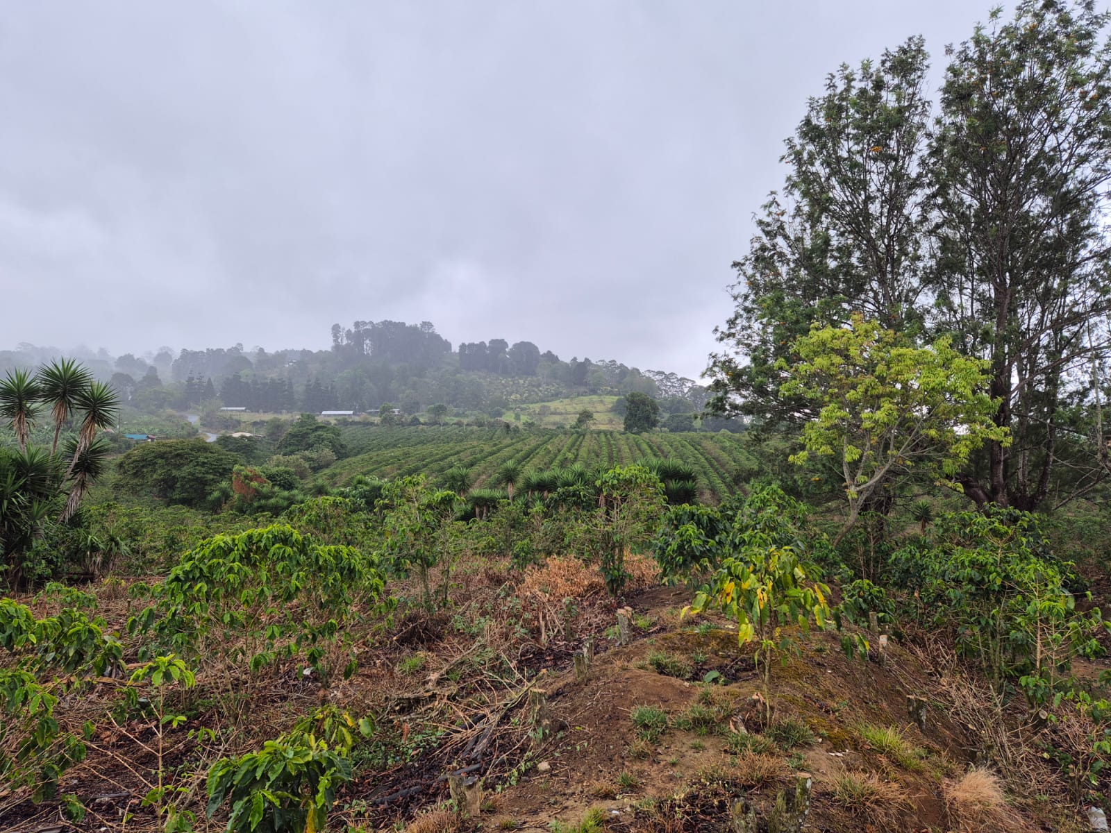 Venta Propiedad Dulce Nombre, San Rafael de La Unión, Cartago