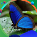 Imagen de una mariposa Morpho